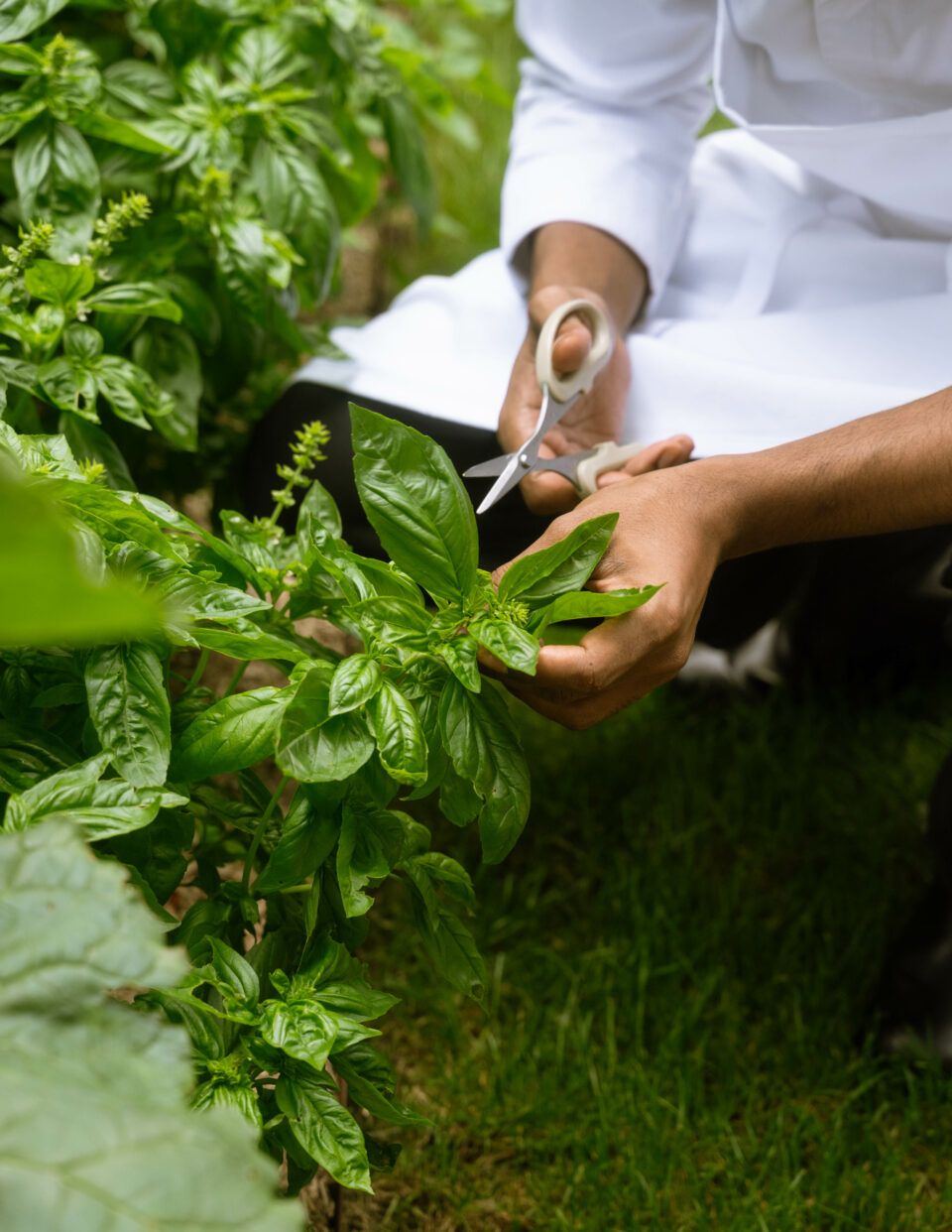 Cueillette basilic_Le Jardin_©Bertille Chabrolle_01 (1)
