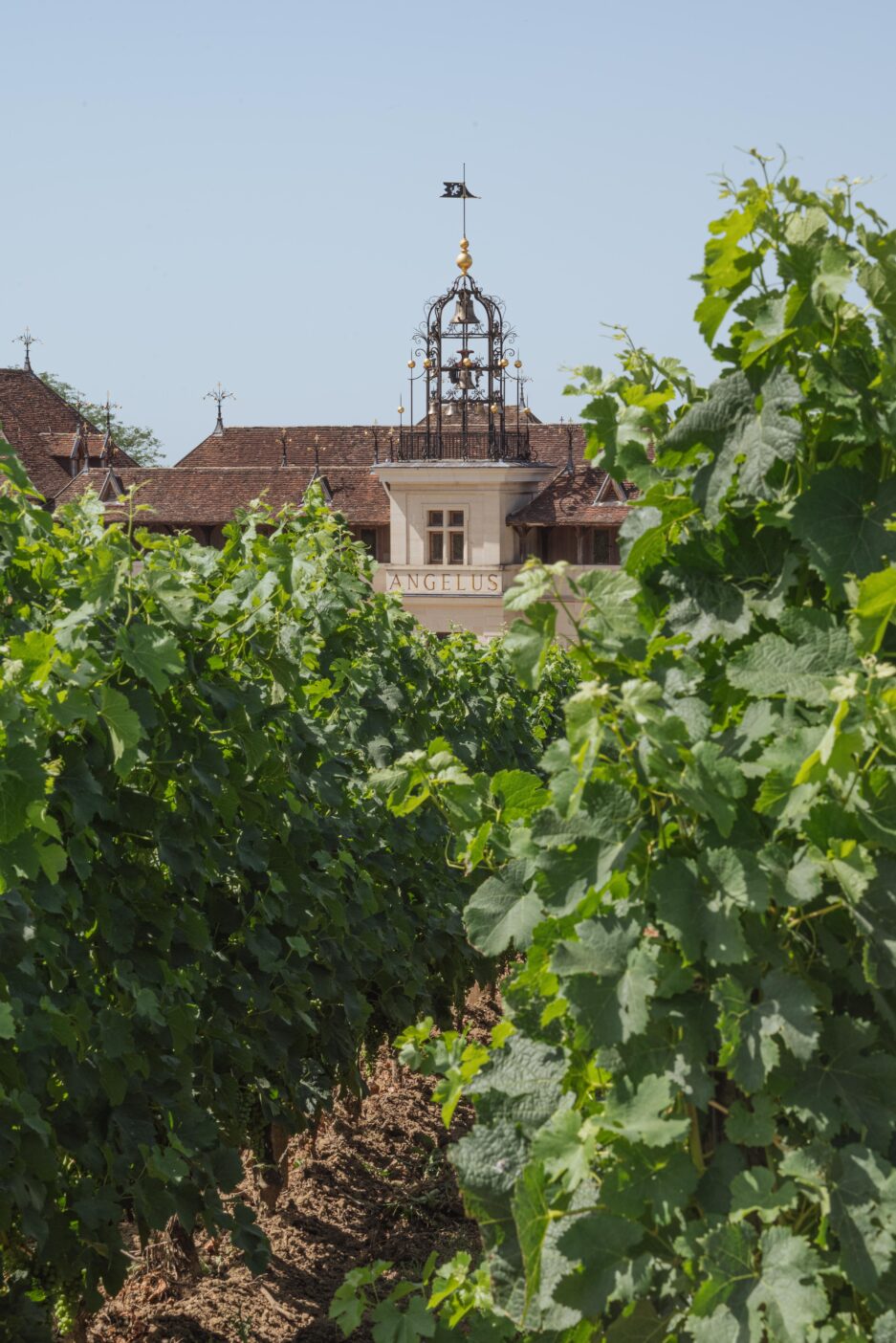 Domaine Angelus