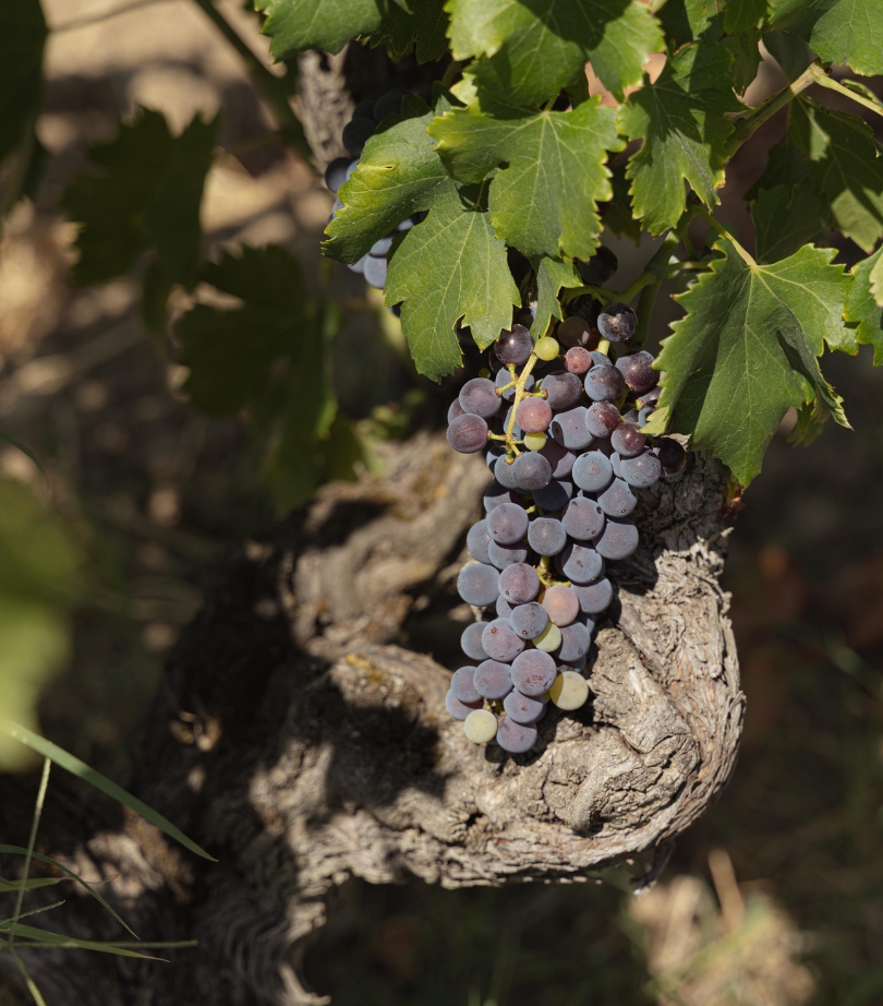 Domaine Julien Masquin